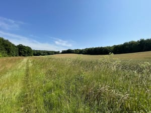Bois du Roi et la Vallée aux Loups - Fabrice - 2