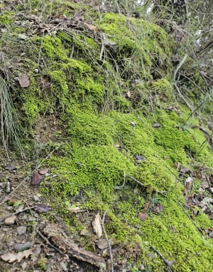Balade sur les hauteurs de Corbère-les-Cabanes - Corbère-les-Cabanes - 5