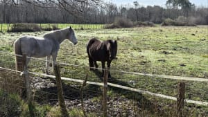 Dans les sous bois de Magudas - Saint-Médard-en-Jalles - 9