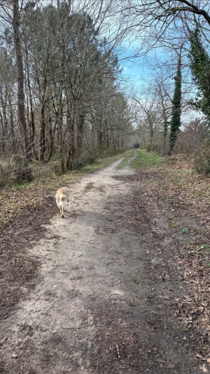 Dans les sous bois de Magudas - Saint-Médard-en-Jalles - 10