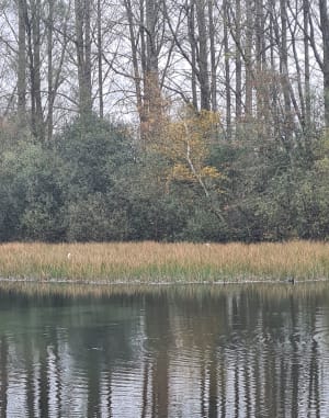 Circuit pédestre des marais de Wingles - Wingles - 27