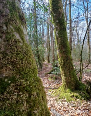 Promenons-nous dans les bois de la Borne - Henrichemont - 2