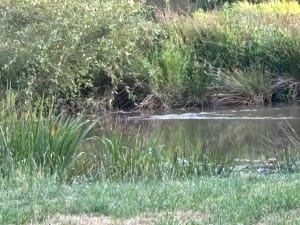Ballade en bord de Sèvre de Saint-Maixent-l'École - isabelle - 2