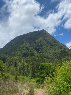 Pyton d'Anchaing - Salazie - 16
