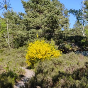 La + chouette rando d’Île de France - Fontainebleau - 25