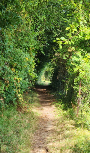 Agréable passage en forêt d'Eu et vallée de la Bresle - Longroy - 4