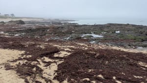 Balade sur l'Herbaudiere - Noirmoutier-en-l'Île - 15
