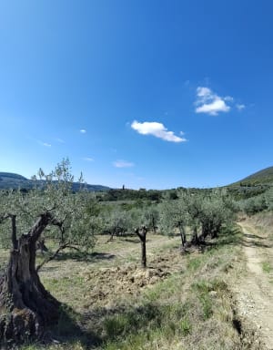 Sentier des Oliviers depuis les hauteurs de Nyons - Nyons - 7
