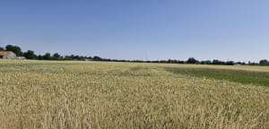 Les Rosiers-sur-Loire et boucle pour prendre la clé des champs - Les Rosiers-sur-Loire - 4