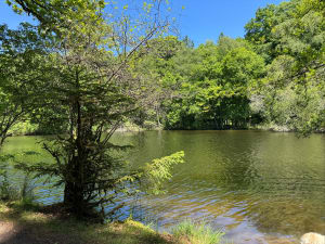 Entre lac et forêt - Compreignac - 11