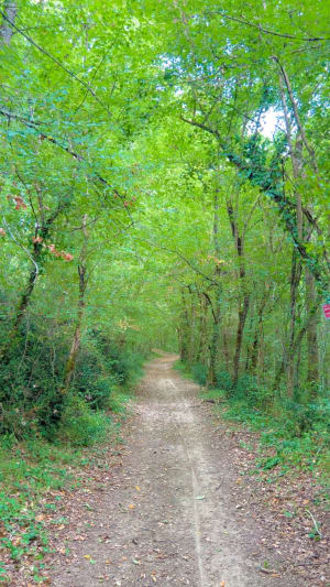 Dans les bois de Corbarieu, Reynies - Corbarieu - 7