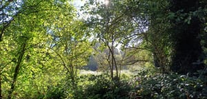 Promenade dans la vallée du Lude - Carolles - 53