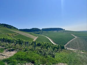 Vignoble de Chablis et crus aux mille et une saveurs - Chablis - 7