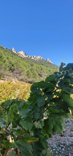Belle balade dans les Dentelles de Montmirail - Beaumes-de-Venise - 30