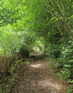 Balade au départ de Fierville les Parcs - Fierville-les-Parcs - 8
