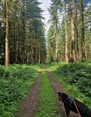 Balade au départ de Fierville les Parcs - Fierville-les-Parcs - 9