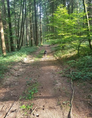 Randonnée da la forêt domaniale de la Planoise - Antully - 12