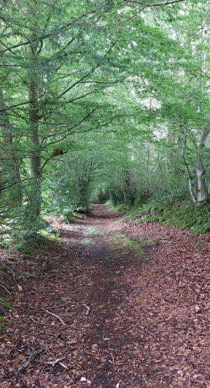 Ecouter le vent souffler dans le bois de Dozulé et respirer ! - Stéphane - 6