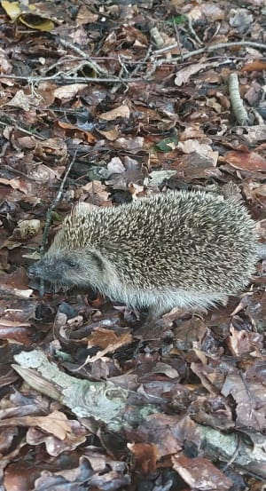 Ecouter le vent souffler dans le bois de Dozulé et respirer ! - Stéphane - 8