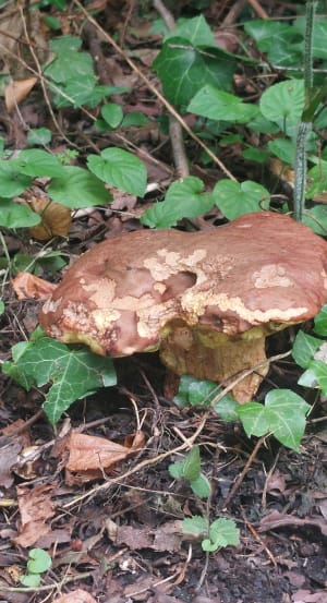 Ecouter le vent souffler dans le bois de Dozulé et respirer ! - Stéphane - 9