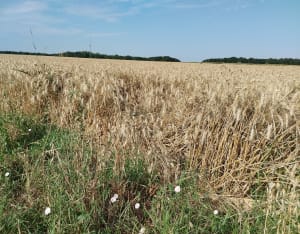 Balade entre champ et forêt depuis Velannes - Épône - 7