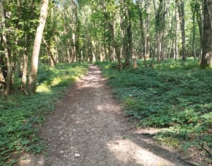 Balade entre champ et forêt depuis Velannes - Épône - 8