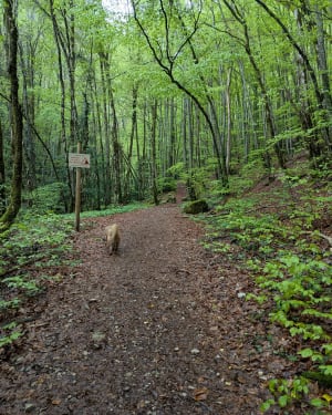 Wandeling naar de Luizet-waterval - Bénonces - 17