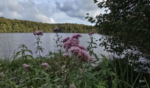 Les petits monuments de Trans la forêt - Bazouges-la-Pérouse - 8