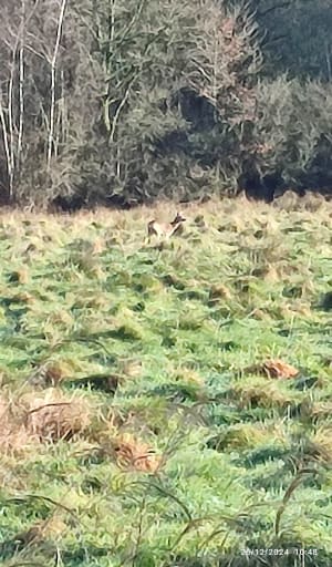 Boucle dans le Bois Saint-Martin - Noisy-le-Grand - 5