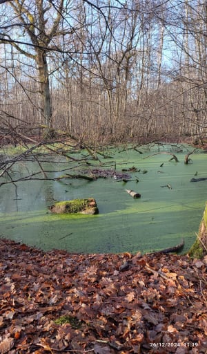 Boucle dans le Bois Saint-Martin - Noisy-le-Grand - 7
