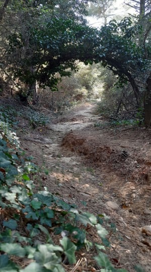 Dans les bois de Générac par le Puech du Moulin à Vent - Générac - 6