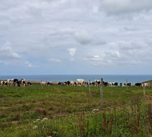 Wandeltocht langs de kust en de Aiguille de Belval - Bénouville - 7