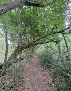 Balade au départ de Fierville les Parcs - Fierville-les-Parcs - 6