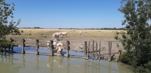 Balade Autour du communal - Les Velluire-sur-Vendée - 3