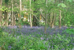 Sentier des jacinthes - Sain Jans de Cappel - 10
