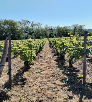 Vignes et côtes à Château-Thierry - Gerard - 7