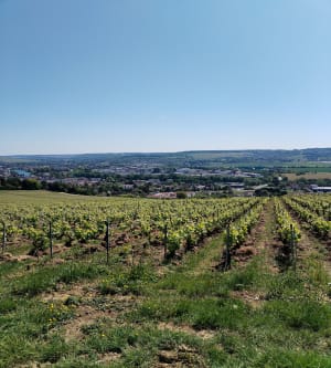 Vignes et côtes à Château-Thierry - Gerard - 9