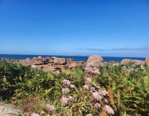Trégastel et tour de l'île Renote - Trégastel - 128