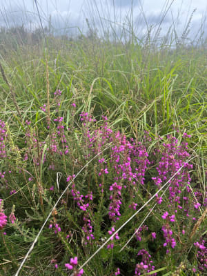 Wandeling in de Monts d'Arrée - La Feuillée - 7