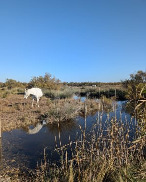 Mauguio: droomexcursie rond de moerassen van Plagnol - Mauguio - 33