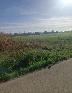 Campagne et étang de Monthieux - Monthieux - 3