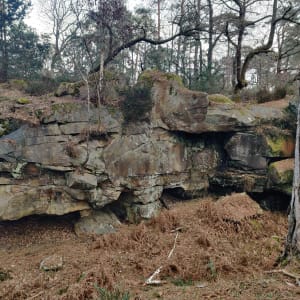 Kinderwandeling: het bos van Fontainebleau van rotsen tot grotten - Fontainebleau - 25