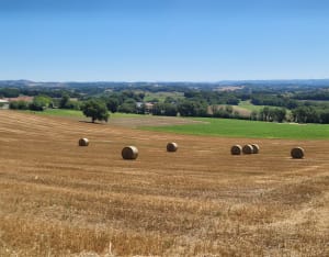 Sentier de l’ail - Lautrec - OLIVIER - 2