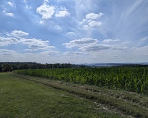 Boucle dans la forêt de Coume - Coume - 5