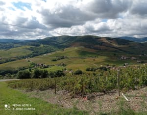 Randonnée au Mont Brouilly - Frédéric - 12