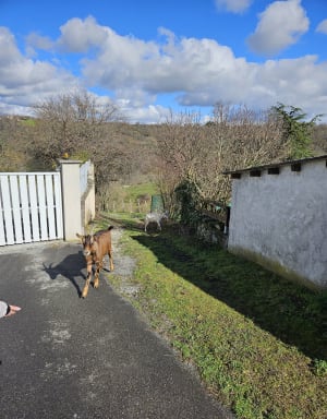 Sur la trace des crapauds à Saint Andéol le Chateau - Beauvallon - 13