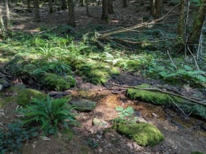 Balade en forêt de Florange et alignements de Cornevec - Camors - 6