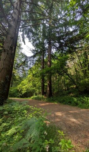 Balade en forêt de Florange et alignements de Cornevec - Camors - 10