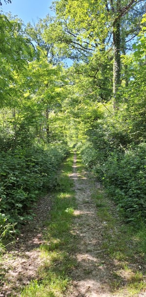 Belle balade autour de Semblançay - Semblançay - 7