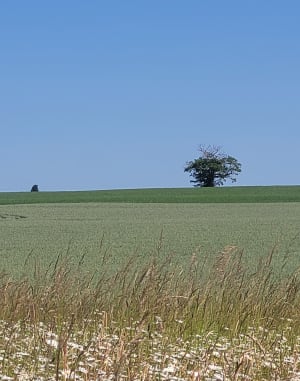 Randonnée à Nieul-lès-Saintes par Leuzois - Nieul-lès-Saintes - 11